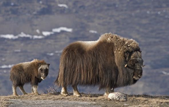 Muskoxes