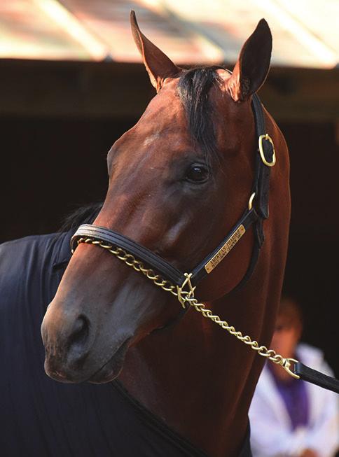 COMPARING THE TRIPLE CROWN TRAILS OF JUSTIFY AND AMERICAN PHAROAH by Vance Hanson When Justify crossed the wire first in the Preakness (G1), setting up an opportunity for a Triple Crown in the