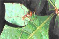 RD coushi drugger or leaf-cutting ants are major pests wherever they occur.