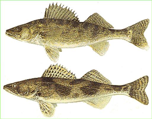 With certain fish species, interspecific crossbreeding has resulted in hybrids having behavioral and growth characteristics better suited for intensive culture than those of purebred fishes.