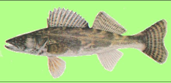 Hybrid walleye (Saugeye) have been stocked for resource enhancement in as many as 11 states. Limited impact?