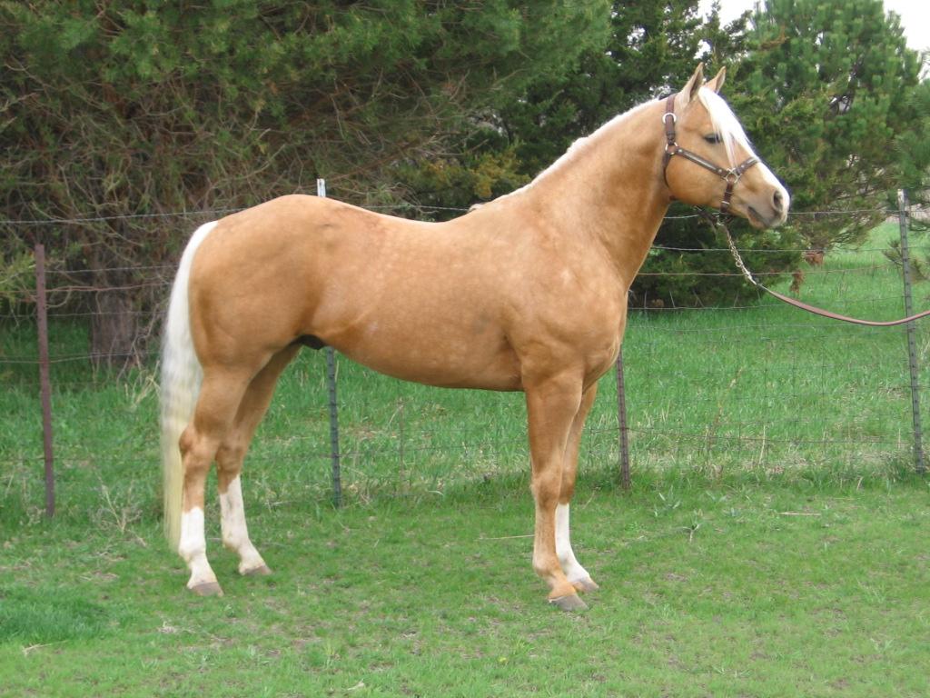 For the purposes of this field trial a five (5) year old quarter horse stallion was selected as the test subject. The horse is double registered AQHA/APHA and is named Golden Casanova.