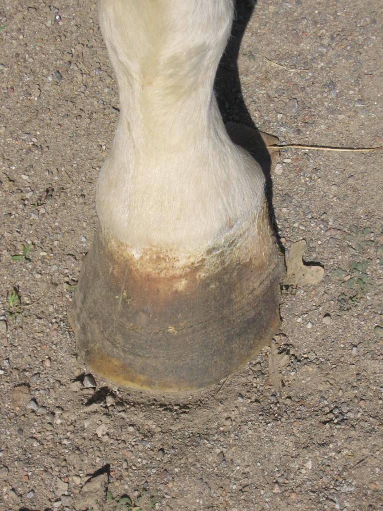 LeB front hoof Phase 2 Right front hoof Day #100 LeB hind hoof All four hooves