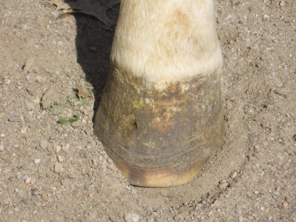 45%- 50% of the overall hoof length Minor abscess that erupted due to previous
