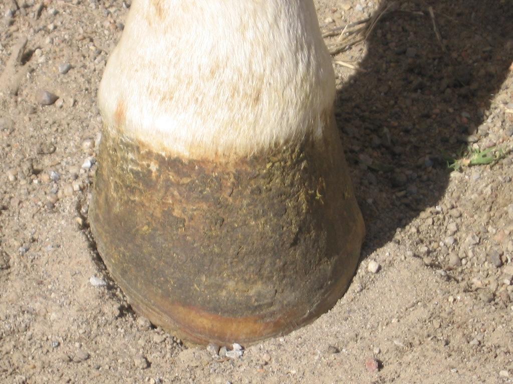 Without the new, high quality hoof wall, the abscess possibly could have