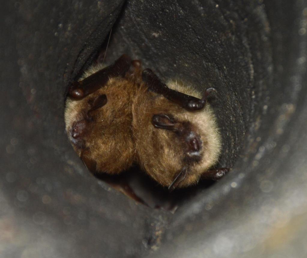 Little brown bats with potential white nose syndrome, New Mammoth Cave,