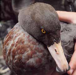 Edmonds Hole- or ground-nesting larger birds like kiwi, kākā, kea and whio are highly susceptible to stoat predation.