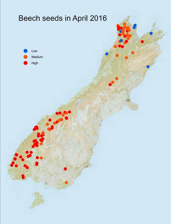 Assessing the LEVEL OF THREAT Counting seed During February and March this year the amount of seed present on beech trees at 102 sites around the South Island was assessed either by shooting branches