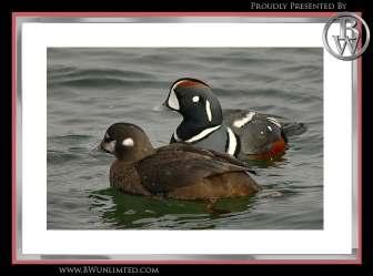 32) 2 man 3 day Washington State Waterfowl Extravaganza- Lodging included/no meals. Spend a day or two sea duck hunting, targeting harlequin, goldeneye, scoter, and Old Squaw.