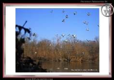 38) Duck Hunt for 3 at Habitat Flats, North Central Missouri known as the Golden Triangle, includes Lodging & Meals Cost to Non Profit: $4150.00 Suggested Retail Value: $6750.