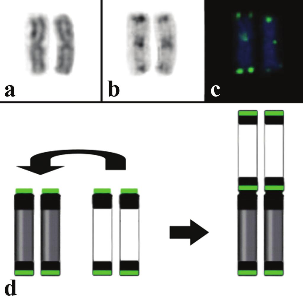 Chromosomal fusion in Ageneiosus inermis Fig. 3. Metacentric chromosomal pair 1 (a) stained with Giemsa, (b) C-banded and (c) hybridized with [TTAGGG] n.