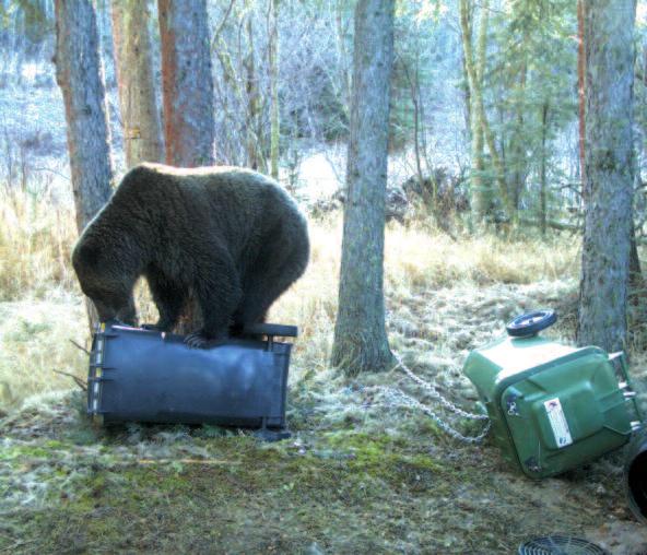 manage bear attractants.