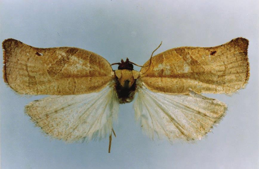 n., holotype, male; 14.