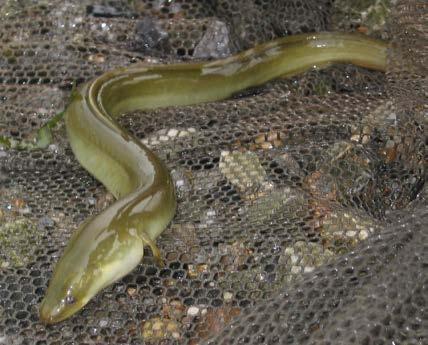 It makes its way towards the Hudson River, changing along the way. The baby eel now looks like a tiny piece of spaghetti. At this stage of its life cycle, this fish is called a glass eel.