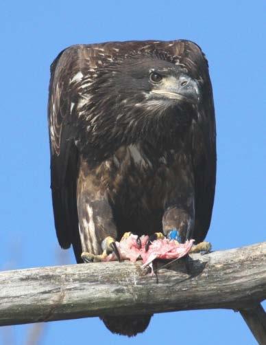 This young bald eagle is eating a fish from the Hudson River.