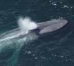 A whale is very long, heavy and loud. Adjectives come before the noun or after am / is / are.