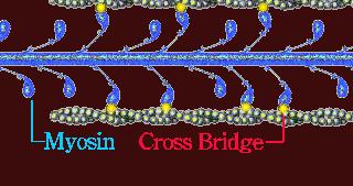 Role of MYOSIN and ACTIN: cross-bridges of myosin filaments form linkages with actin