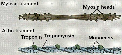 OTHER PROTEINS INVOLVED: TROPONIN and TROPOMYOSIN: together form a complex that covers the myosin-binding