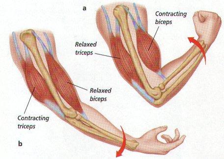 Connective Tissue Coverings: FASCIA: -covers skeletal muscles -separates individual skeletal muscles from adjacent muscles -hold muscles in