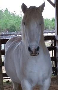 Age: 16 years SUGAR Breed: Percheron cross Color: Grey Sex: Mare Sugar has been a part of Auburn s teaching herd for almost eight years. She is as sweet as her name and has served our students well.