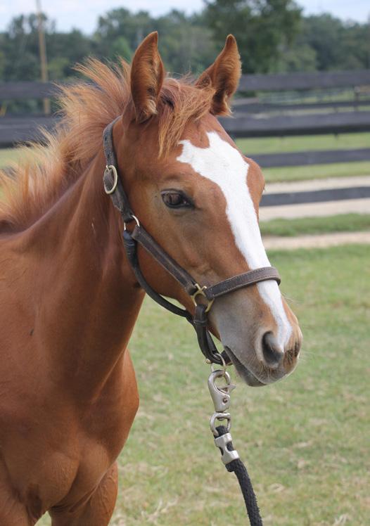 MAGNET: Full Name: AU Chic Magnet AQHA Reg # X0718203 Date of Birth: March 25, 2015 Breed: Quarter Horse Color: Sorrel Sex: Gelding Magnet is a favorite among all the foals due to his sweet