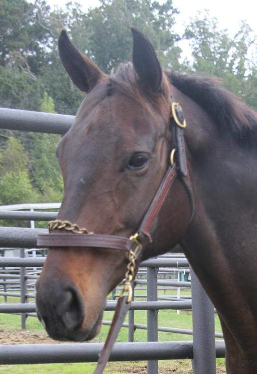 Date of Birth: May 12, 2005 TOUGH Full Name: Tough Bellesa Breed: Thoroughbred Color: Bay Sex: Mare Tough was retired from racing at the age of 4 and arrived at Auburn from New York.