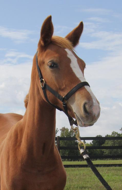 Breed: Warmblood KALIBER Date of Birth: April 10, 2015 Color: Chestnut Sex: Gelding Kaliber is by Auburn s now deceased jumper stallion, Francisco El Hombre and out of our holsteiner/ thoroughbred