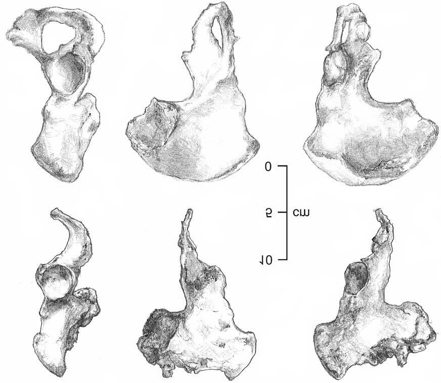 Research Letters South African Journal of Science 103, September/October 2007 411 Fig. 2. Comparison of the left innominate bone from LB1 (above) with a modern adult female Homo sapiens (below).