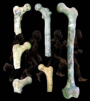 Orrorin tugenensis Femur bones shows evidence of bipedalism