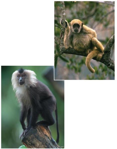 monkeys Old World monkeys Gibbons Orangutans Anthropoids The first monkeys