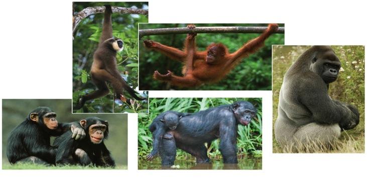 monkeys first appeared roughly 25 million years ago (a) New World monkey: