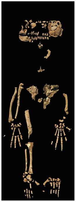 boisei 0.5 1.0 1.5 africanus 2.0 Kenyanthropus 2.5 platyops Australo- 3.0 pithecus garhi erectus anamensis 3.