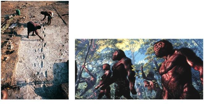 Misconception: Early hominins were chimpanzees Correction: Hominins and chimpanzees