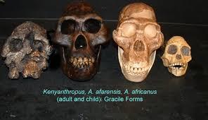 directly to sapiens Australopiths Australopiths are a paraphyletic assemblage of