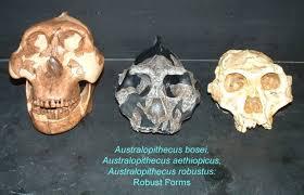 fully erect Correction: Hominin evolution included many branches or coexisting species,