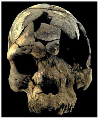 Neanderthal genome was more similar to genomes of non-africans than of Africans.