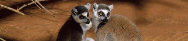 Two lemurs You ve probably seen gorillas and monkeys at the zoo or at least on TV and noticed