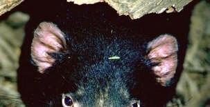 This is a picture of a Tasmanian devil. The Tasmanian devil lives only on the Australian island of Tasmania.