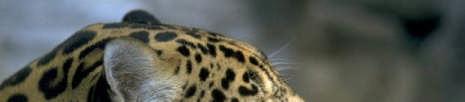 The jaguar is the top predator in the jungle and lives in Central and South America in the rainforests.