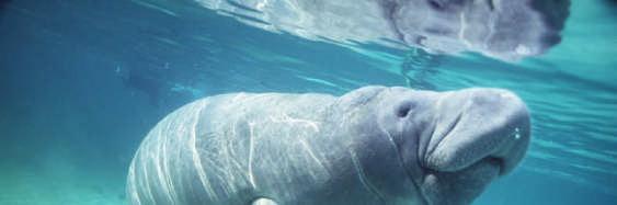 The manatee lives in the shallow waters of the Caribbean Sea and the Gulf of Mexico. They can weigh up to 1200 pounds and are about 10 feet in length.