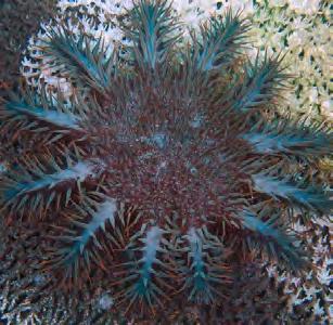 The crown-of-thorns starfish is a specialist coral predator.