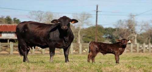 ANGUS X F-1 CALVES ARE BY RED ANGUS BULLS.