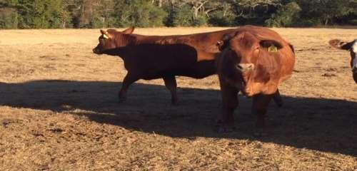 HEIFERS 463-467 RED MOTLY FACED HEIFERS EXPOSED