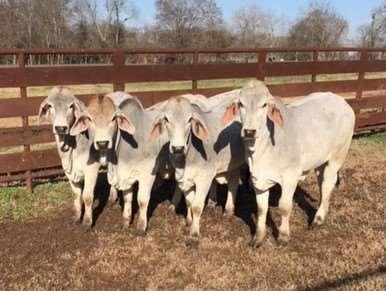 REGISTERED BRAHMAN HEIFERS OUT OF TOP JDH BULL AND