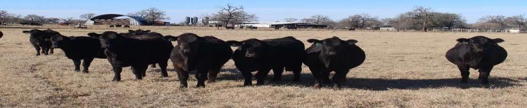 LOT 155-164 CFLX RANCH REGISTERED LIM ANGUS 2 PENS BRED HEIFERS LOT 155-159