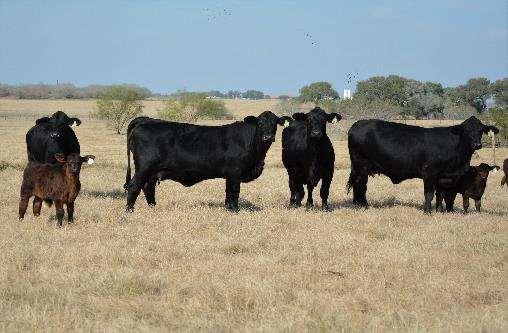 LOT 210-219 H & M CATTLE CO BRAFORD PAIRS 2