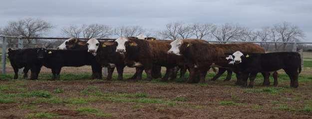 BULLS OUT OF F-1 BRAFORD COWS. RANCH RAISED.