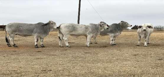 LOT 245-254 ICE CATTLE CO 2 PENS OF OPEN HEIFERS 245-249 20-22 MONTH OLD 900#