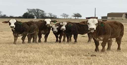 HEIFERSS ARE OUT OF COMMERCIAL BRAHMAN COWS AND REGISTERED BRAHMAN BULL.