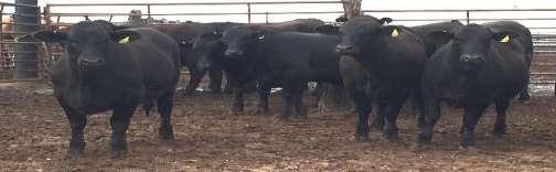 THEY ARE A NICE SET WITH LOTS OF COLOR LOT 255-269 KAECHELE RANCH 255-259 ANGUS X